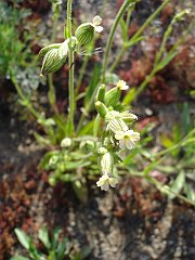 silene multinervia